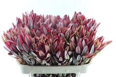 Leucadendron Jester 70cm
