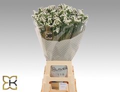 Limonium Sinuatum Frost Wings 75cm 40gr.