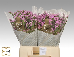 Limonium Sinuatum Fantasia Wings 60cm 20gr.