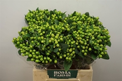 Hypericum Magical Green Power 40cm