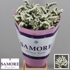 Limonium Sinuatum Silvery Sun Birds 80cm 80gr.