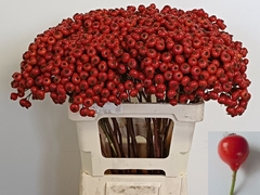 Rosa Red Hooijdonk 2.0 60cm