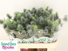 Eryngium Alpinum Pacific Blue Sky 70cm