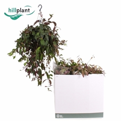 Aeschynanthus Marmoratus 17Ø 50cm