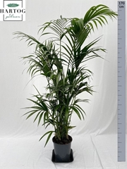 Howea Forsteriana 27Ø 170cm