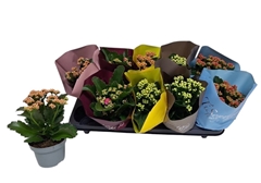 Kalanchoe Double Mix 10Ø 24cm
