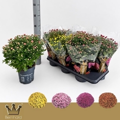 Chrysanthemum Jasoda Mix 15Ø 35cm