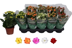 Kalanchoe Double Rosaline Mix 12Ø 27cm