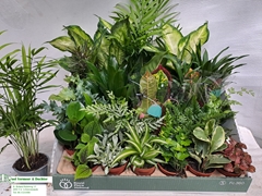 Houseplants Mix 8Ø 10cm