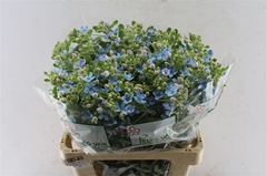 Oxypetalum Tanioka Pure Blue 60cm