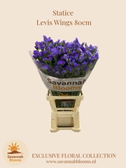 Limonium Sinuatum Levis Wings 80cm 60gr.