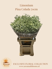 Limonium Sinense Sensi Piña Colada 70cm 35gr.