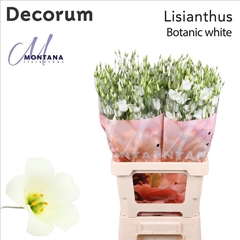 Eustoma Single Botanic White 70cm