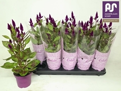 Celosia Deep Purple 12Ø 43cm