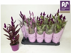 Celosia Mix 12Ø 45cm