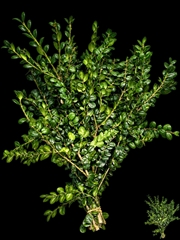 Buxus Sempervirens Per Bunch 60cm 300gr.