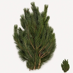 Pinus Mugo Subsp. Mugo Per Kilo 70cm
