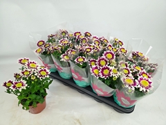 Chrysanth Splash Rocker 12Ø 28cm