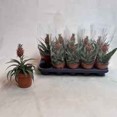 Ananas Rosita 12Ø 20cm