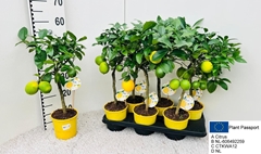 Citrus Meyer 15Ø 50cm