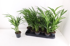 Dypsis Lutescens 10Ø 45cm