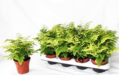 Adiantum Raddianum Fritz-luth 12Ø 25cm