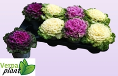 Brassica Oleracea 13Ø 20cm