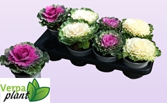 Brassica Oleracea 13Ø 20cm
