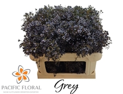 Chamelaucium Painted Autumn Mix 70cm 60gr.