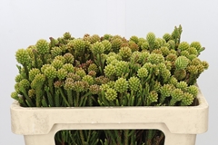 Brunia Fragarioides 50cm