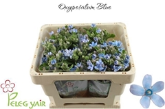 Oxypetalum Tanioka Pure Blue 45cm