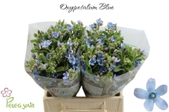 Oxypetalum Tanioka Pure Blue 40cm