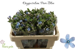 Oxypetalum Tanioka Pure Blue 50cm