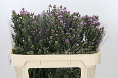 Aster Painted Lady 70cm 25gr.