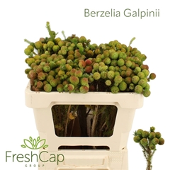 Berzelia Galpinii 50cm