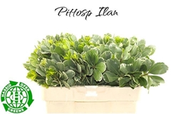 Pittosporum Tobira Ilan 50cm