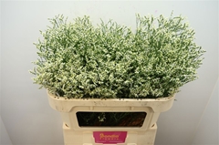 Limonium Sinense Clear Diamond 70cm 25gr.