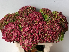 Hydrangea Coral Classic 60cm 15-17cm Hd