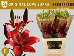 Lily La Original Love 95cm 4+