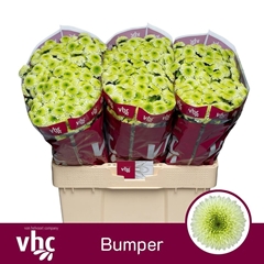 Chrysanth Santini Bumper 55cm 40gr.
