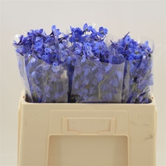 Delphinium Single Deldonna Blue 50cm