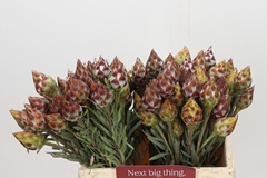Leucadendron Rubrum 40cm