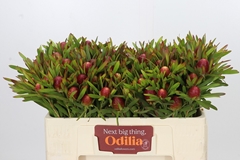 Leucadendron Ayoba Cherry Pearl 50cm