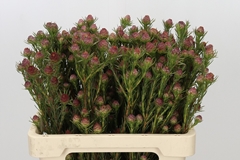 Leucadendron Jubilee Crown 60cm