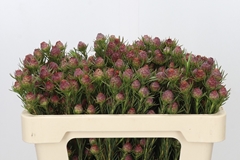 Leucadendron Jubilee Crown 50cm