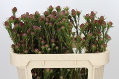 Leucadendron Jubilee Crown 70cm