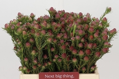 Leucadendron Jubilee Crown 40cm