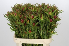 Leucadendron Ayoba Cherry Pearl 80cm Spray