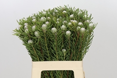 Leucadendron Galpinii Ayoba Silver Pearl 60cm