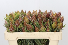 Leucadendron Rubrum 50cm